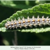 melitaea didyma larva7 novorossiysk1